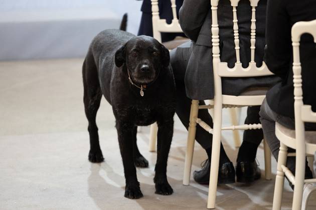 Award ceremony No to bullying at the Elysee - Paris The dog Nemo during the award ceremony No to bullying rewarding students involved in the fight againt cyberbullying at the French Elysee Presidential Palace, in Paris on May 29, 2024. Photo by Raphael Lafargue ABACAPRESS.COM Paris France  Copyright: xLafarguexRaphael ABACAx