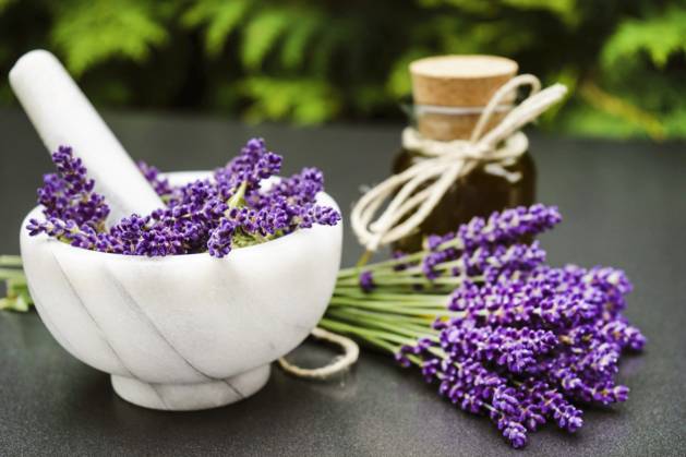 Lavendel, Schmalblaettriger Lavendel, Echter Lavendel, Schmalblaettrige Lavendel (Lavandula angustifolia, Lavandula officinalis), frisch gesammelte Lavendelblueten, Lavendelblueten in einem Moerser mit Stoessel und Lavendeloel English lavender (Lavandula angustifolia, Lavandula officinalis), freshly collected lavender flowers, lavender flowers in a mortar with pestle and lavender oil BLWS710543