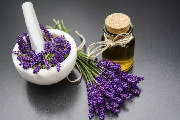 Lavendel, Schmalblaettriger Lavendel, Echter Lavendel, Schmalblaettrige Lavendel (Lavandula angustifolia, Lavandula officinalis), frisch gesammelte Lavendelblueten, Lavendelblueten in einem Moerser mit Stoessel und Lavendeloel English lavender (Lavandula angustifolia, Lavandula officinalis), freshly collected lavender flowers, lavender flowers in a mortar with pestle and lavender oil BLWS710544