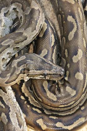 Southern African Rock Python (Python nat.......... Southern African Rock Python (Python natalensis), Kruger National Park, Limpopo Province, South Africa,  Copyright: xAndreax&xAntonellaxFerrarix xAvalonx 0544313626