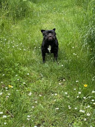 Junge schwarz-weiße Französische Bulldogge bellt im Garten auf der Gänseblümchenwiese