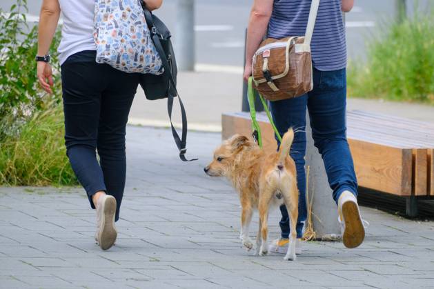 Düsseldorf 19.06.2024 Hund Hunde Gassi gehen gassigehen Spaziergänger spazieren Spaziergang Hundekot Hundekotbeutel Kotbeutel Hundescheisse Hundehaufen Düsseldorf Nordrhein-Westfalen Deutschland