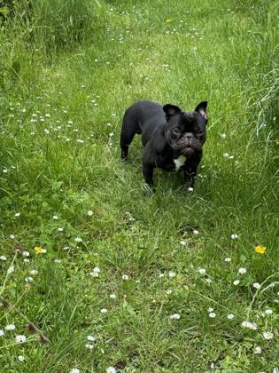 Junge schwarz-weiße Französische Bulldogge bellt im Garten auf der Gänseblümchenwiese