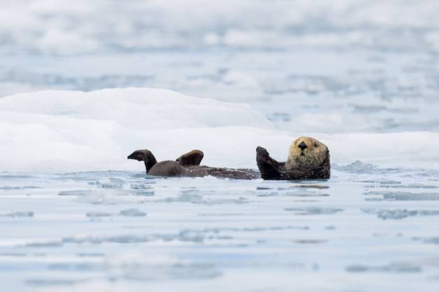 Creative Highlights World Sea Otter surrounded by icebergs in Alaska Seward, Alaska, United States CR_ATPL240714-1484324-01