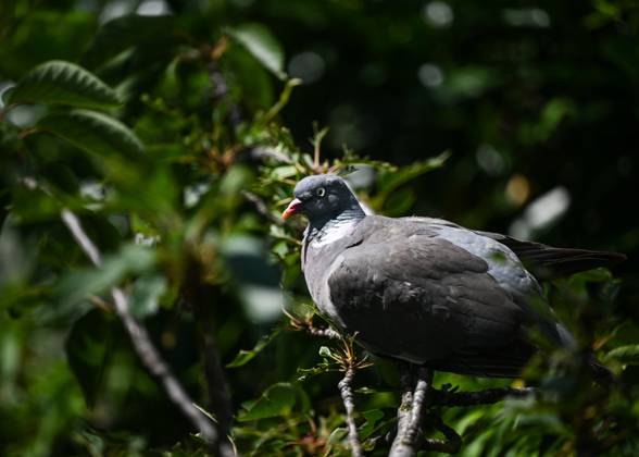 Daily Life In Paris On The Eve Of The Olympics PARIS, FRANCE - JULY 13: A wood pigeon seen in the La DÃ fense area of Paris, on July 13, 2024, in Paris, France. Paris France Copyright: xArturxWidakx originalFilename: widak-exciteme240713_npFu0