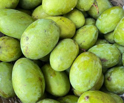  Kweni mango or mangifera odorata, the most fragrant mangoes fruit, Kweni mango or mangifera odorata, the most fragrant mangoes fruit in the world, Kweni mango or mangifera odorata, the most fragrant mangoes fruit in the world, 03.03.2024, Copyright: xantokaryax Panthermedia36858258.jpg