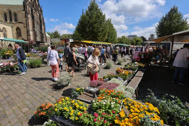 Wochenmarkt auf dem Domplatz. Münster, Nordrhein-Westfalen, DEU, Deutschland, 10.08.2024