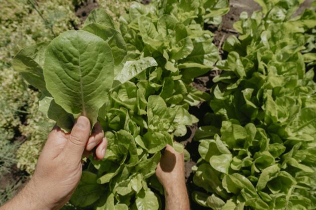 Hands of man collecting fresh spinach from garden model released, Symbolfoto, ANAF03450