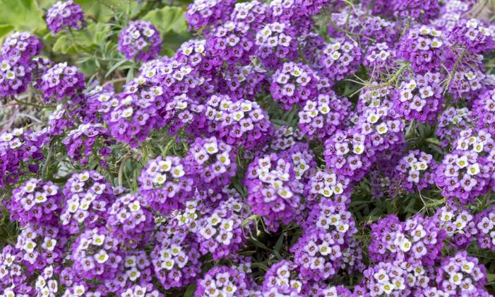 Alyssum (Lobularia maritima) Alyssum (Lobularia maritima) Copyright: imageBROKER AnnaxReinert ibxiqx08397065.jpg