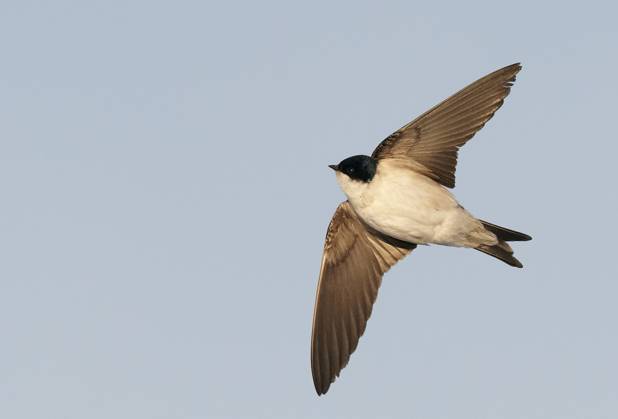 Huiszwaluw, Common House Martin, Delichon urbicum Huiszwaluw in vlucht, Common House Martin in flight Parainen Utö Finland Copyright: xAgamix xMarkusxVaresvuox