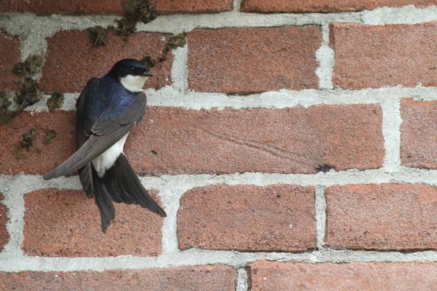 Huiszwaluw, House Martin, Delichon urbicum Huiszwaluw bouwt nest onder dakrand; House Martin building nest under roof Copyright: xAgamix xChrisxvanxRijswijkx