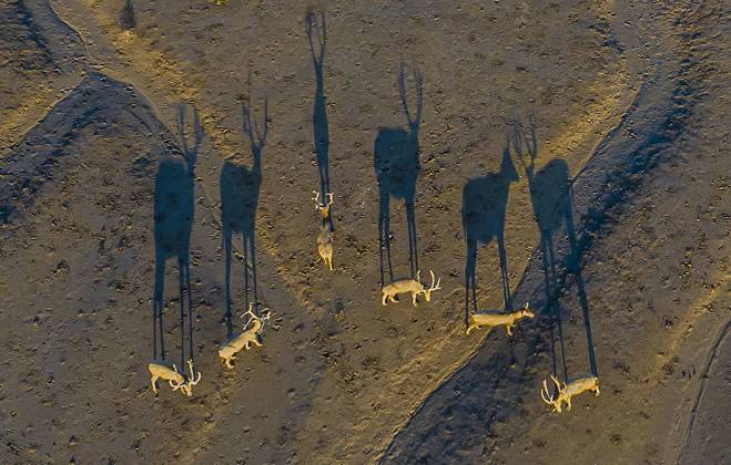 Bilder des Jahres 2024, News 09 September News Themen der Woche KW37 News Bilder des Tages National Wildlife Protection Animal Elks A group of elk, a Class I national wildlife protection animal, play on a beach in Yancheng, China, on September 9, 2024. Yancheng China  Copyright: xCFOTOx originalFilename: cfoto-national240911_npu8d.jpg
