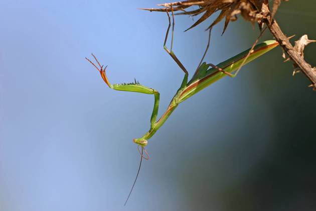 Europaeische Gottesanbeterin, Gottesanbeterin (Mantis religiosa), sitzt auf einer Distel, Deutschland, Baden-Wuerttemberg, Kaiserstuhl European preying mantis (Mantis religiosa), sitting on a thistle, Germany, Baden-Wuerttemberg, Kaiserstuhl BLWS716786