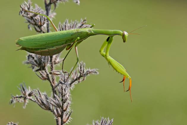 Europaeische Gottesanbeterin, Gottesanbeterin (Mantis religiosa), sitzt auf einer Distel, Deutschland, Baden-Wuerttemberg, Kaiserstuhl European preying mantis (Mantis religiosa), sitting on a thistle, Germany, Baden-Wuerttemberg, Kaiserstuhl BLWS716784