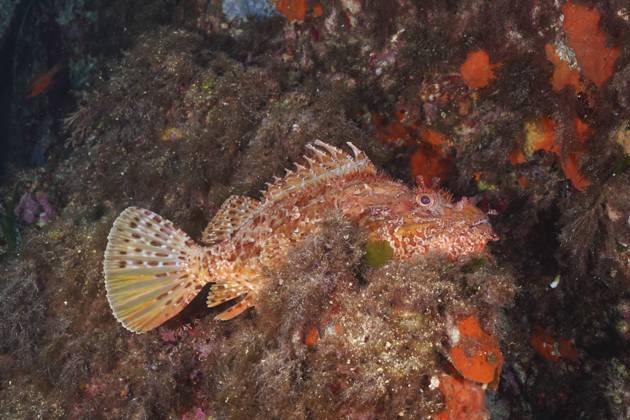 Großer Roter Drachenkopf (Scorpaena scrofa) auf einem felsigen Untergrund mit Algen und orangefarbenen Details. Tauchplatz Halbinsel Giens, Provence Alpes Côte d Azur, Frankreich, Europa Red scorpionfish (Scorpaena scrofa) on a rocky substrate with algae and orange-coloured details. Dive site Giens Peninsula, Provence Alpes Côte d Azur, France, Europe Copyright: imageBROKER RolfxvonxRiedmatten ibxrvo11367185