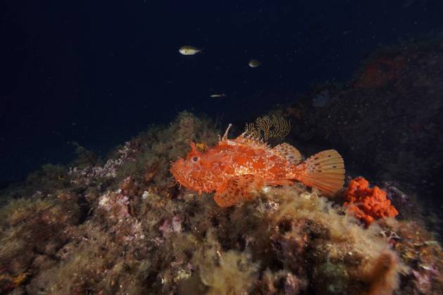 Großer Roter Drachenkopf (Scorpaena scrofa) auf einem felsigen Untergrund im dunklen Ozean. Tauchplatz Halbinsel Giens, Provence Alpes Côte d Azur, Frankreich, Europa Red scorpionfish (Scorpaena scrofa) on a rocky bottom in the dark ocean. Dive site Giens Peninsula, Provence Alpes Côte d Azur, France, Europe Copyright: imageBROKER RolfxvonxRiedmatten ibxrvo11367186