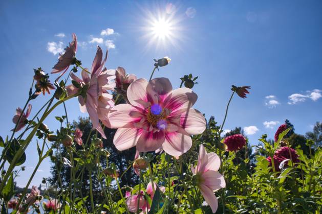 Dahlien unter der Sonne