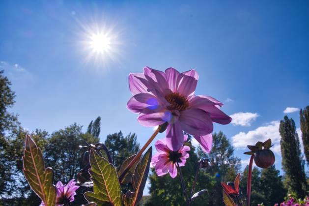 Dahlien unter der Sonne