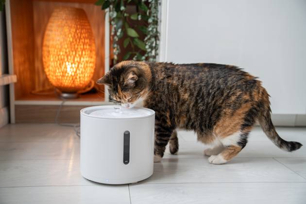 Cat drinking from automatic water dispenser. Smart pet drinker with mobile app connection. Cat drinking from automatic water dispenser. Modern smart drinker for pet. Drinking fountain with replaceable filter, water quantity indicator, filter replacement at home. Prevention of urolithiasis. Copyright: xZoonar.com DmitriixMarchenkox 22176024