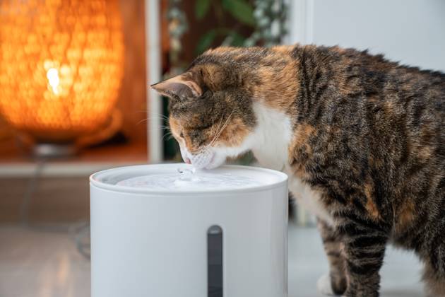 Cat drinking from automatic water dispenser close up. Smart pet drinker with mobile app connection. Cat drinking from automatic water dispenser. Modern smart drinker for pet. Drinking fountain with replaceable filter, water quantity indicator, filter replacement at home. Prevention of urolithiasis. Copyright: xZoonar.com DmitriixMarchenkox 22176036