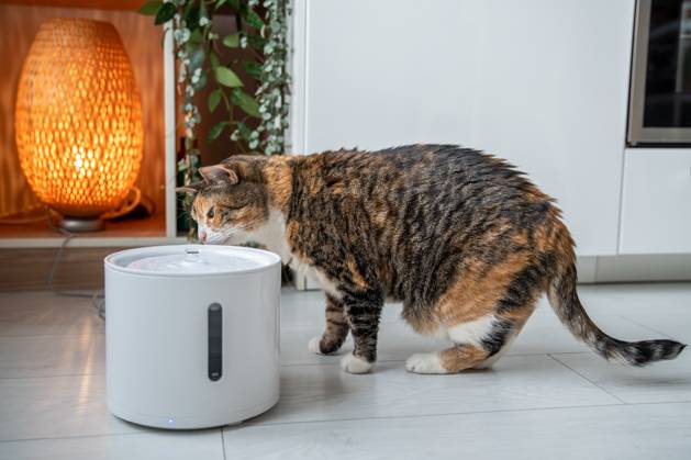 Cat drinking from automatic water dispenser. Smart pet drinker with mobile app connection. Cat drinking from automatic water dispenser. Modern smart drinker for pet. Drinking fountain with replaceable filter, water quantity indicator, filter replacement at home. Prevention of urolithiasis. Copyright: xZoonar.com DmitriixMarchenkox 22176048