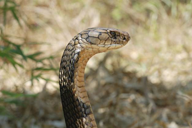 King Cobra (Ophiophagus hannah) is the world s longest venomous snake, growing to a length of 18.5 ft. The venom of the King Cobra is primarily neurotoxic, and the snake is fully capable of killing a human with a single bite, now found only in a few poc King Cobra (Ophiophagus hannah) is the world s longest venomous snake, growing to a length of 18.5 ft. The venom of the King Cobra is primarily neurotoxic, and the snake is fully capable of killing a human with a single bite, now found only in a few poc Copyright: xZoonar.com RealityImagesx 22205093