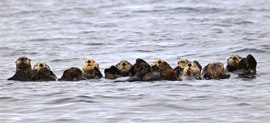 Mehrere Seeotter (Enhydra lutris) schwimmen auf dem Rücken im Pazifik, Vancouver Island Several sea otters (Enhydra lutris) swimming on their backs in the Pacific Ocean, Vancouver Island Copyright: imageBROKER ThomasxSbampato ibxtps11410982.jpg