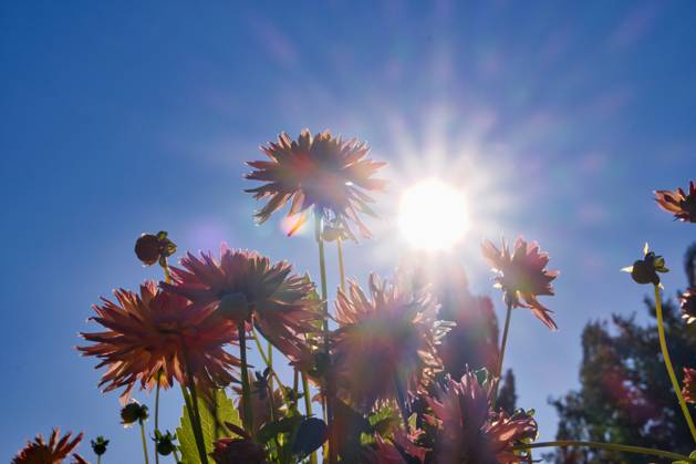 Dahlien unter der Sonne