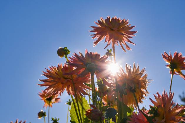 Dahlien unter der Sonne