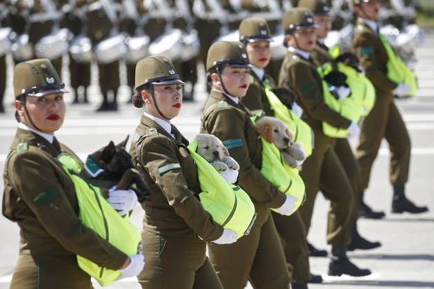 Bilder des Jahres 2024, News 09 September News Themen der Woche KW38 News Bilder des Tages Chile, Militärparade in Santiago Santiago September 19, 2024 Puppies of the Carabineros canine brigade during the Great Military Parade 2024 at the Ohiggins Park ellipse Sebastian Cisternas Aton Chile, Santiago Chile Aton 940427  Copyright: SEBASTIANxCISTERNAS xATONxCHILE
