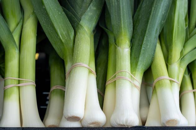 Bunches of fresh leeks tied together with rubber bands Kelowna, British Columbia, Canada R_PESF240921C1-1542744-01 ,property released