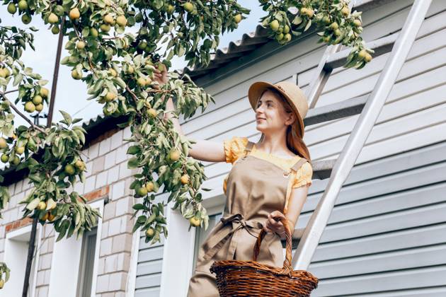 Smiling girl holding basket and picking pear fruit from tree in back yard model released, Symbolfoto property released, ADF00475