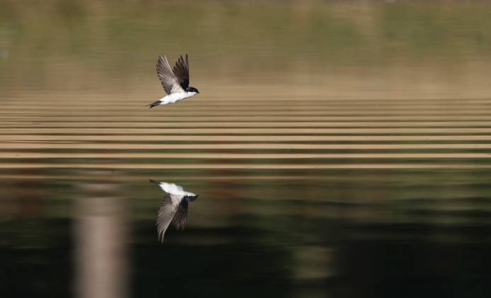 Common House Martin, Delichon urbicum Common House Martin (Delichon urbicum) drinking in flight from a freshwater lake at Rudersdal in Denmark. Denmark Copyright: xAgamix xHelgexSorensenx