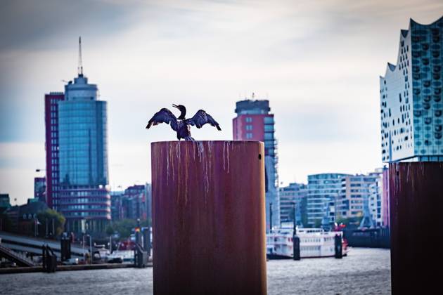 Hamburg; Skyline Panorama am Hafen, Bereich Landungsbrücken - 30.09.2024 Hamburg