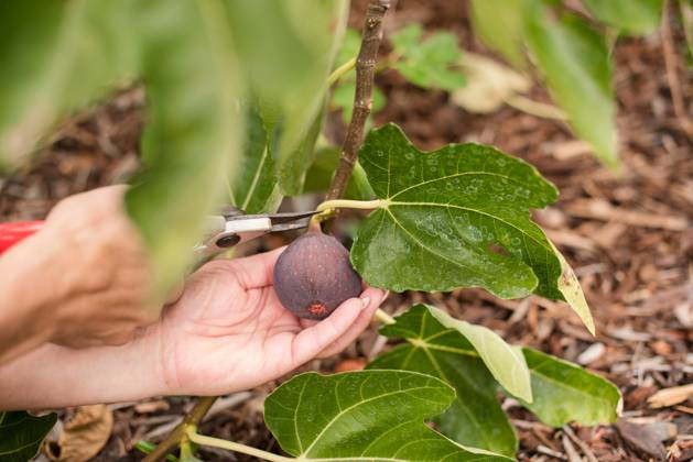 Close up of hands cutting a fig from the tree Napa, California, United States R_HOOX241007-1551440-01 ,model released, Symbolfoto