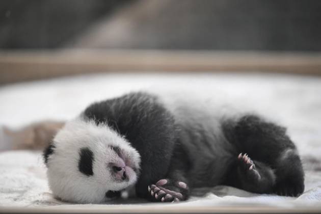 Panda Babys im Berliner Zoo ** NUR FÜR REDAKTIONELLE ZWECKE ** EDITORIAL USE ONLY **<p>Panda-Nachwuchs im Zoo Berlin am 15.Oktober 2024,liegt einer der zwei neugeborenen Panda-Bären in einem Baby-Bett im Panda-Gehege im Zoologischen Garten Berlin. Seit dem 22.08.2024 gibt es doppelten Nachwuchs bei den Großen Pandas im Zoo Berlin. Bisher wurden die Zwillinge und ihre Mama Meng Meng (11) ausschließlich im rückwärtigen Bereich des Panda Gardens versorgt und waren für Zoo-Gäste nicht zu sehen. Ab heute können die beiden kleinen Panda-Bärchen abwechselnd beim Heranwachsen beobachtet werden. Meng Meng bleibt mit dem jeweils anderen Jungtier weiterhin im rückwärtigen Bereich. Berlin Copyright: RetoxKlar