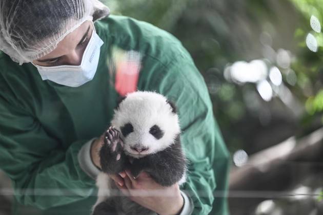 Entertainment Bilder des Tages Panda Babys im Berliner Zoo ** NUR FÜR REDAKTIONELLE ZWECKE ** EDITORIAL USE ONLY **<p>Panda-Nachwuchs im Zoo Berlin am 15.Oktober 2024,liegt einer der zwei neugeborenen Panda-Bären in einem Baby-Bett im Panda-Gehege im Zoologischen Garten Berlin. Seit dem 22.08.2024 gibt es doppelten Nachwuchs bei den Großen Pandas im Zoo Berlin. Bisher wurden die Zwillinge und ihre Mama Meng Meng (11) ausschließlich im rückwärtigen Bereich des Panda Gardens versorgt und waren für Zoo-Gäste nicht zu sehen. Ab heute können die beiden kleinen Panda-Bärchen abwechselnd beim Heranwachsen beobachtet werden. Meng Meng bleibt mit dem jeweils anderen Jungtier weiterhin im rückwärtigen Bereich. Berlin Copyright: RetoxKlar