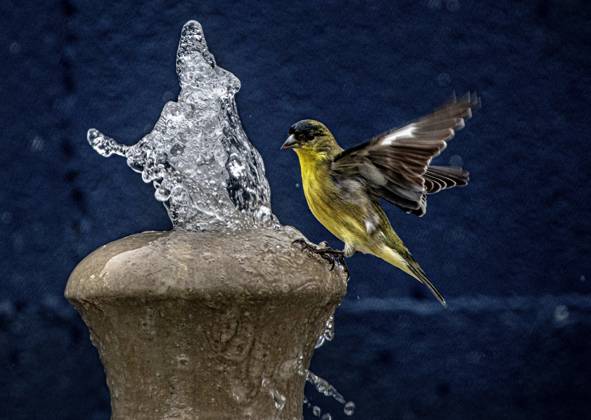 Bilder des Jahres 2024, Entertainment 10 Oktober Entertainment Themen der Woche KW42 Entertainment Bilder des Tages October 15, 2024, Placentia, California, USA: A Lesser goldfinch approaches a garden fountain for a drink. Mild temperatures in Orange County, California, are giving home garden plants a chance to recover and thrive. Placentia USA - ZUMAc900 20241015_zap_c900_005 Copyright: xBrucexChambersx