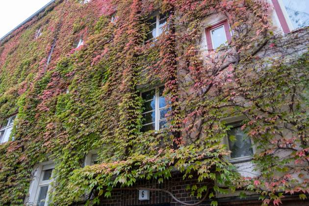 Herbstlaub an einer Hausfassade in der Gudvanger Straße in Berlin-Prenzlauer Berg. Autumn leaves on a house facade in Gudvanger Straße in Berlin-Prenzlauer Berg. Herbst in Berlin