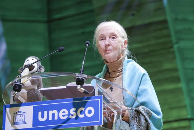 News Bilder des Tages Jane Goodall speaking at UNESCO headquarters in Paris Jane Goodall speaking at UNESCO headquarters in Paris, France, October 19, 2024 Jack Tribeca Bestimage Paris France  Copyright: xJackxTribecax xBestimagexJackxTribecax xBestimagex