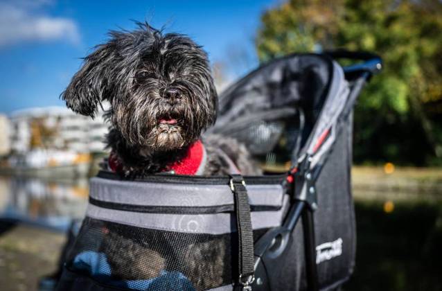 Ursula Hartmann und ihr Hund Tara in Mülheim an der Ruhr ** NUR FÜR REDAKTIONELLE ZWECKE ** EDITORIAL USE ONLY **<p>Die 14-jährige Hündin Tara, schaut am Dienstag, 22.10.2024, auf der Schleuseninsel in Mülheim an der Ruhr aus ihrem Kinderwagen. In der Vorwoche war der altersschwache, blinde und schwerhörige Hund der tibetanischen Rasse Lahsa Apso ins Schleusenbecken gefallen, woraufhin seine 75-jährige Besitzerin Ursula Hartmann hinterhergesprungen ist und schließlich mitsamt ihrem Tier von Passanten aus dem Wasser gezogen werden musste. Deutschland NRW Mülheim Copyright: MartinxMöller