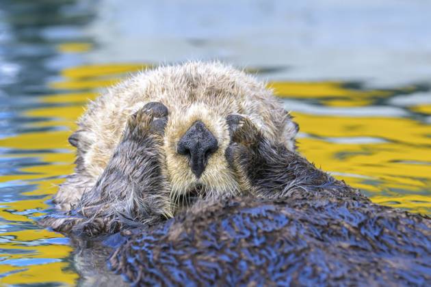 Ein Seeotter (Enhydra lutris) hält seine Pfoten ans Gesicht im Wasser mit gelben Reflexionen, Seward, Alaska, USA, Nordamerika A sea otter (Enhydra lutris) holds its paws to its face in water with yellow reflections, Seward, Alaska, USA, North America Copyright: imageBROKER MarcusxSiebert ibxmcs11439037.jpg