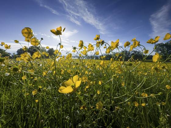 Blumenwiese, scharfer Hahnenfuß, Hahnenfuß (Ranunculus acris), hinten Starnberger See, Bayern, Deutschland, Europa Flower meadow, buttercup, buttercup (Ranunculus acris), behind Lake Starnberg, Bavaria, Germany, Europe Copyright: imageBROKER ReinhardxRohner ibxrrf11662687