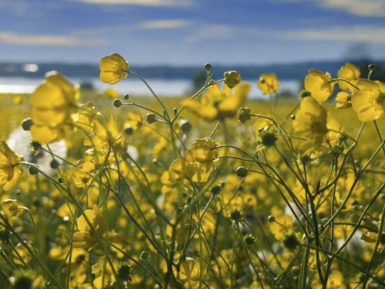 Blumenwiese, scharfer Hahnenfuß, Hahnenfuß (Ranunculus acris), hinten Starnberger See, Bayern, Deutschland, Europa Flower meadow, buttercup, buttercup (Ranunculus acris), behind Lake Starnberg, Bavaria, Germany, Europe Copyright: imageBROKER ReinhardxRohner ibxrrf11662691