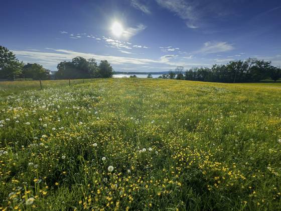 Blumenwiese, scharfer Hahnenfuß, Hahnenfuß (Ranunculus acris), hinten Starnberger See, Bayern, Deutschland, Europa Flower meadow, buttercup, buttercup (Ranunculus acris), behind Lake Starnberg, Bavaria, Germany, Europe Copyright: imageBROKER ReinhardxRohner ibxrrf11662686