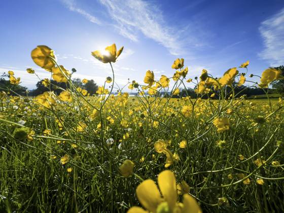 Blumenwiese, scharfer Hahnenfuß, Hahnenfuß (Ranunculus acris), hinten Starnberger See, Bayern, Deutschland, Europa Flower meadow, buttercup, buttercup (Ranunculus acris), behind Lake Starnberg, Bavaria, Germany, Europe Copyright: imageBROKER ReinhardxRohner ibxrrf11662688