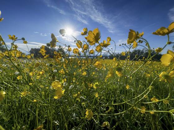 Blumenwiese, scharfer Hahnenfuß, Hahnenfuß (Ranunculus acris), hinten Starnberger See, Bayern, Deutschland, Europa Flower meadow, buttercup, buttercup (Ranunculus acris), behind Lake Starnberg, Bavaria, Germany, Europe Copyright: imageBROKER ReinhardxRohner ibxrrf11662689