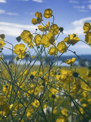 Blumenwiese, scharfer Hahnenfuß, Hahnenfuß (Ranunculus acris), hinten Starnberger See, Bayern, Deutschland, Europa Flower meadow, buttercup, buttercup (Ranunculus acris), behind Lake Starnberg, Bavaria, Germany, Europe Copyright: imageBROKER ReinhardxRohner ibxrrf11662690
