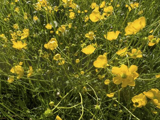 Blumenwiese, scharfer Hahnenfuß, Hahnenfuß (Ranunculus acris) Flower meadow, buttercup, buttercup (Ranunculus acris) Copyright: imageBROKER ReinhardxRohner ibxrrf11662692