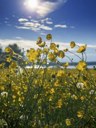 Blumenwiese, scharfer Hahnenfuß, Hahnenfuß (Ranunculus acris), hinten Starnberger See, Bayern, Deutschland, Europa Flower meadow, buttercup, buttercup (Ranunculus acris), behind Lake Starnberg, Bavaria, Germany, Europe Copyright: imageBROKER ReinhardxRohner ibxrrf11662693